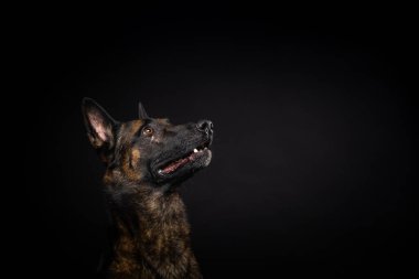 İzole edilmiş siyah bir arka planda Belçikalı bir çoban köpeğinin portresi. Stüdyo fotoğrafı, yakın çekim..