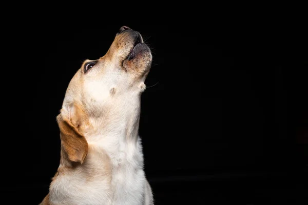 Portret Van Een Labrador Retriever Hond Een Geïsoleerde Zwarte Achtergrond — Stockfoto