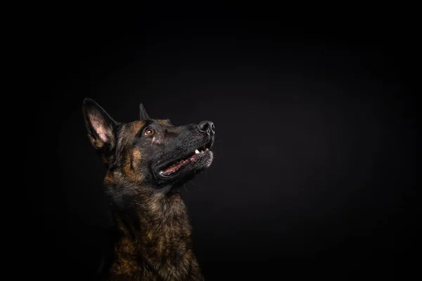 Porträt Eines Belgischen Schäferhundes Auf Einem Isolierten Schwarzen Hintergrund Studioaufnahme — Stockfoto