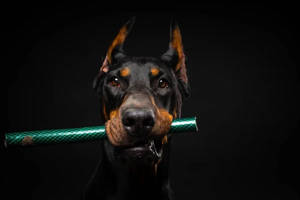 Portret Psa Dobermana Zabawką Ustach Nakręcony Odosobnionym Czarnym Tle Studyjne — Zdjęcie stockowe