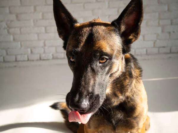 ベルギーの羊飼いの犬の肖像画 白いレンガの壁の上の独立したスタジオの写真 — ストック写真