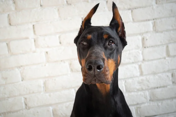 Portrét Dobrého Psa Izolované Studio Fotografie Zdi Bílých Cihel — Stock fotografie