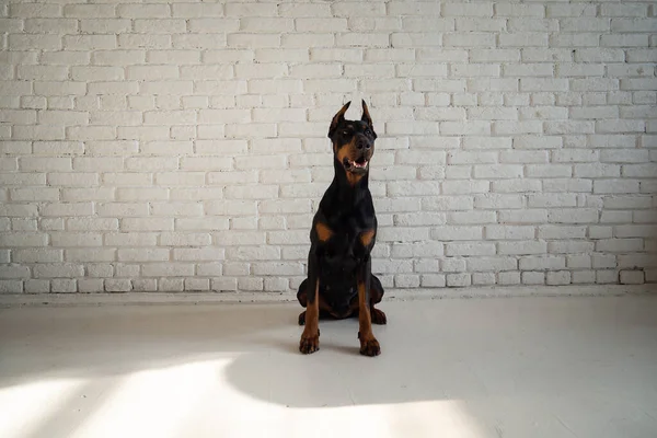 Doberman bir köpeğin portresi. Beyaz tuğlalı bir duvarda izole edilmiş bir stüdyo fotoğrafı..