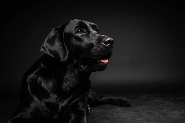 Portrait of a Labrador Retriever dog on an isolated black background. The picture was taken in a photo Studio.