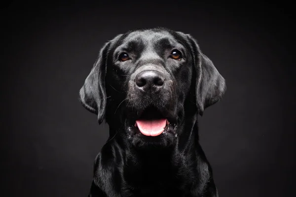 İzole edilmiş siyah bir arka planda Labrador Retriever köpeğinin portresi. Fotoğraf stüdyosunda çekilmişti..
