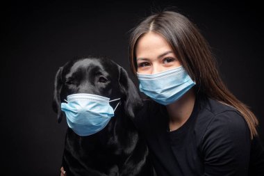 Labrador Retriever köpeğinin portresi. Koruyucu bir tıbbi maske takmış, bir de kadın sahibi var. Fotoğraf stüdyosunda çekilmişti.