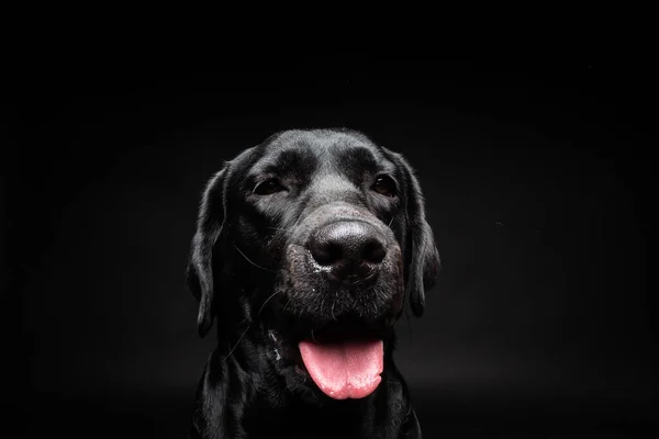 Portret Psa Labradora Retrievera Odizolowanym Czarnym Tle Zdjęcie Zostało Zrobione — Zdjęcie stockowe