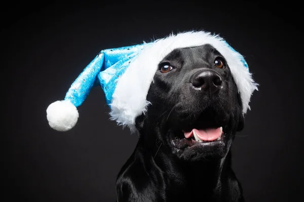 Retrato Perro Labrador Retriever Sombrero Santa Claus Aislado Sobre Fondo — Foto de Stock