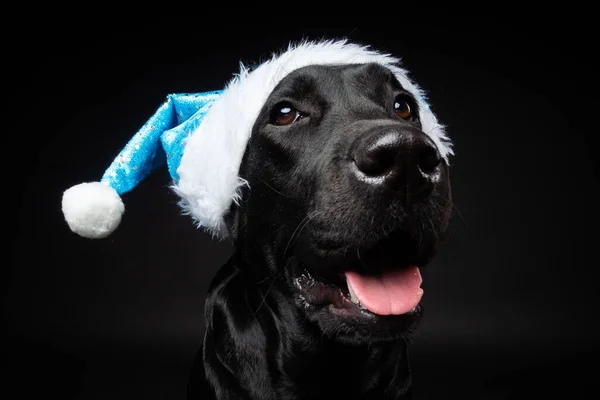 Retrato Perro Labrador Retriever Sombrero Santa Claus Aislado Sobre Fondo — Foto de Stock