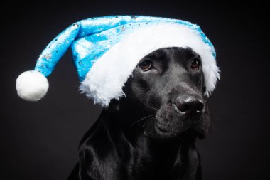 Siyah arka planda izole edilmiş, Noel Baba şapkalı Labrador Retriever köpeği portresi. Fotoğraf stüdyosunda çekilmişti..