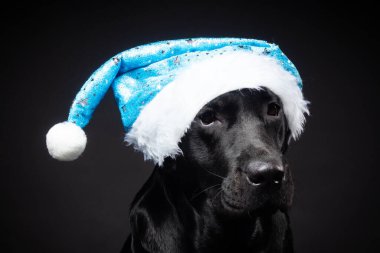 Siyah arka planda izole edilmiş, Noel Baba şapkalı Labrador Retriever köpeği portresi. Fotoğraf stüdyosunda çekilmişti..