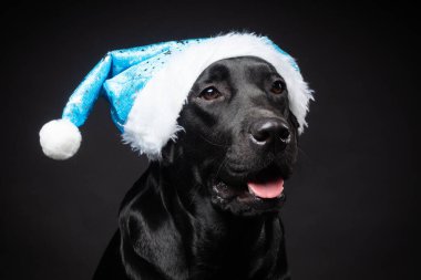 Siyah arka planda izole edilmiş, Noel Baba şapkalı Labrador Retriever köpeği portresi. Fotoğraf stüdyosunda çekilmişti..