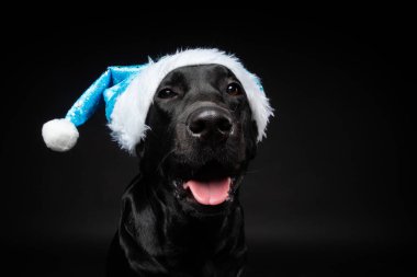 Siyah arka planda izole edilmiş, Noel Baba şapkalı Labrador Retriever köpeği portresi. Fotoğraf stüdyosunda çekilmişti..