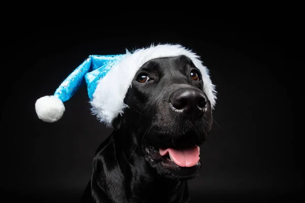 Retrato Perro Labrador Retriever Sombrero Santa Claus Aislado Sobre Fondo — Foto de Stock