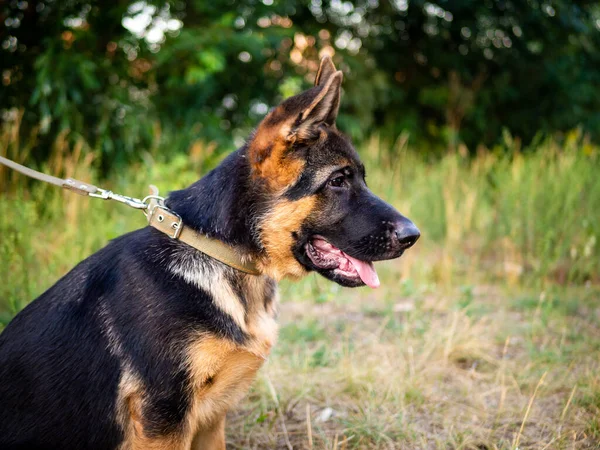 Porträt Eines Schäferhundes Spaziergang Park Vor Grünem Hintergrund — Stockfoto