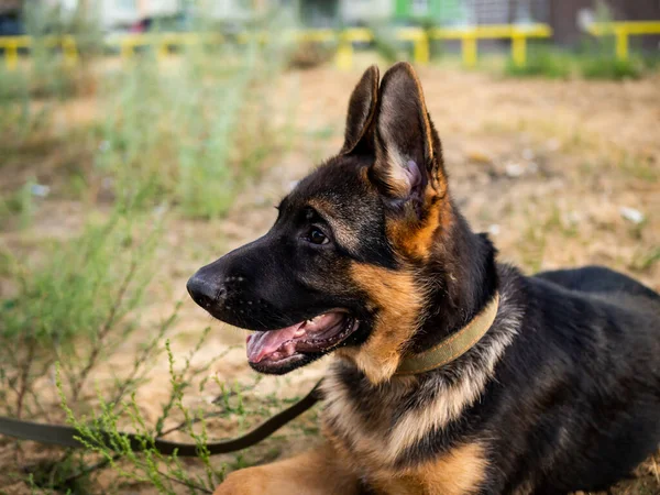 Porträt Eines Schäferhundes Gehen Einem Wohngebiet Vor Dem Hintergrund Von — Stockfoto