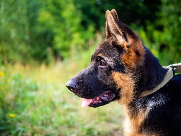 Porträt Eines Schäferhundes Spaziergang Park Vor Grünem Hintergrund — Stockfoto