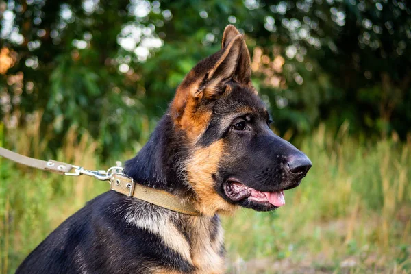 Portrait Chiot Berger Allemand Promenade Dans Parc Sur Fond Vert — Photo