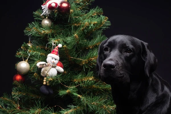 Portret Psa Labradora Retrievera Pobliżu Noworocznego Zielonego Drzewa Zdjęcie Zostało — Zdjęcie stockowe