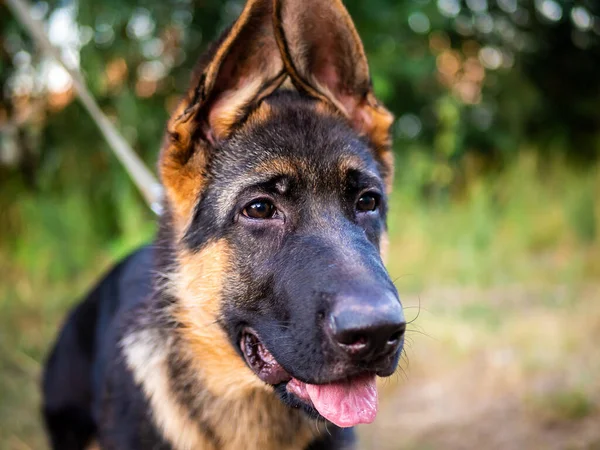 Porträt Eines Schäferhundes Spaziergang Park Vor Grünem Hintergrund — Stockfoto