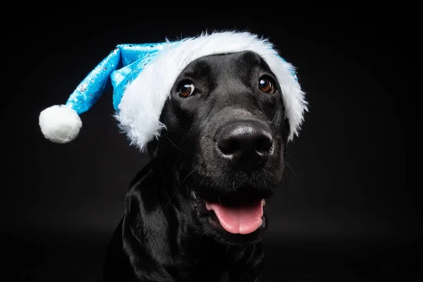 Retrato Perro Labrador Retriever Sombrero Santa Claus Aislado Sobre Fondo — Foto de Stock