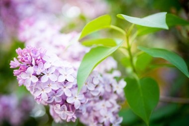 Eflatun bahar çiçekleri mor arka plan sanat tasarımı. Bahçede açan mor-leylak çiçekleri