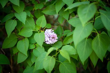 Eflatun bahar çiçekleri mor arka plan sanat tasarımı. Bahçede açan mor-leylak çiçekleri