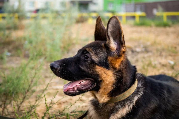 Porträt Eines Schäferhundes Gehen Einem Wohngebiet Vor Dem Hintergrund Von — Stockfoto