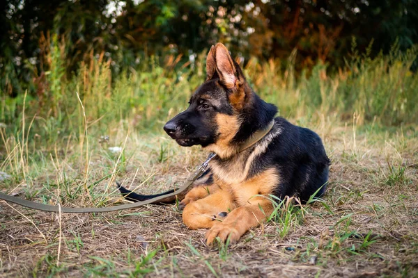 Alman Çoban Köpeği Portresi Yeşil Arka Planda Parkta Yürüyorum — Stok fotoğraf