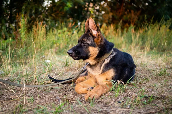 一个德国牧羊犬的肖像 以绿色为背景在公园里散步 — 图库照片