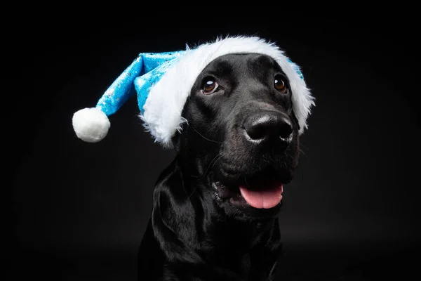 Retrato Perro Labrador Retriever Sombrero Santa Claus Aislado Sobre Fondo — Foto de Stock