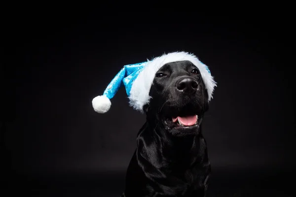 Retrato Perro Labrador Retriever Sombrero Santa Claus Aislado Sobre Fondo — Foto de Stock