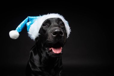 Siyah arka planda izole edilmiş, Noel Baba şapkalı Labrador Retriever köpeği portresi. Fotoğraf stüdyosunda çekilmişti..