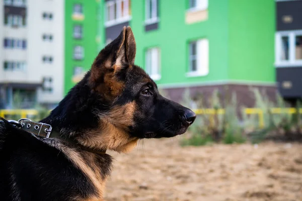 Portré Egy Német Juhász Kölyökkutya Sétálni Egy Lakóövezetben Házak Hátterében — Stock Fotó