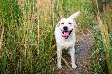 Beyaz bir Labrador sahibinin tasmasıyla bir yaz tarlasında yürüyor. Yaz yürüyüşü tasmalı.