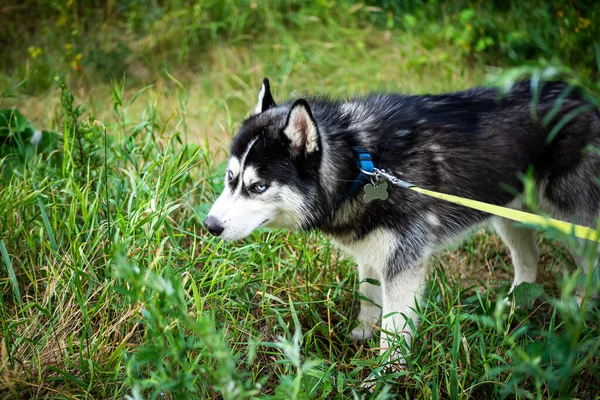 Husky Siberiano Preto Branco Caminhando Campo Verão Hora Verão Com — Fotografia de Stock