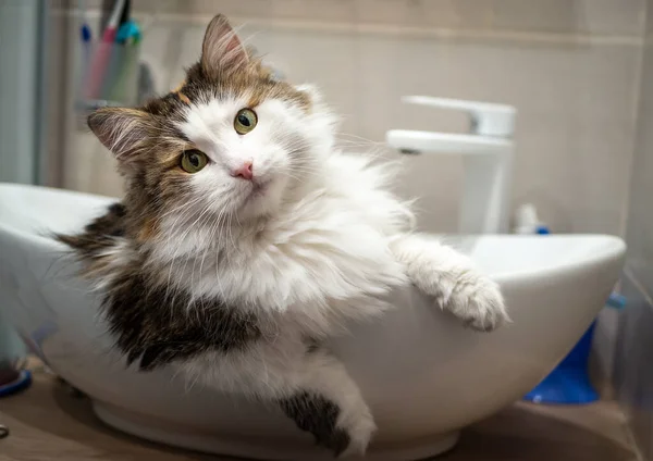 Μια Καθαρόαιμη Γάτα Κάθεται Στο Νεροχύτη Στο Μπάνιο Tricolor Φυλή — Φωτογραφία Αρχείου