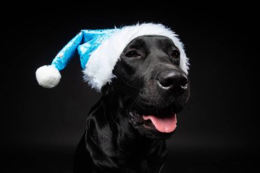Siyah arka planda izole edilmiş, Noel Baba şapkalı Labrador Retriever köpeği portresi. Fotoğraf stüdyosunda çekilmişti..
