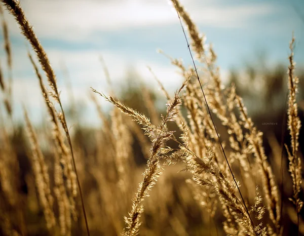 Nel campo 3 — Foto Stock