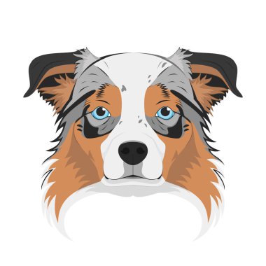 Avustralya çoban köpeği beyaz arkaplan vektör illüstrasyonunda izole edildi