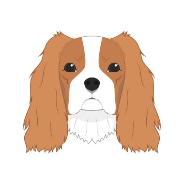 Şövalye Kral Charles Spaniel beyaz arkaplan vektör illüstrasyonunda izole edildi