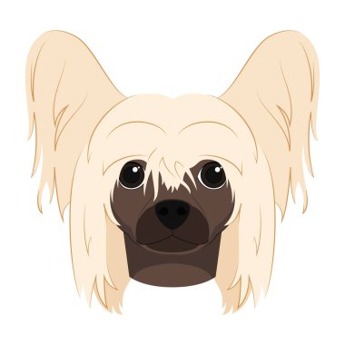 Çin armalı köpek beyaz arkaplan vektör illüstrasyonunda izole