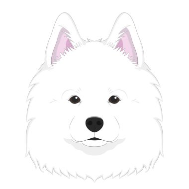 Samoyed köpek beyaz arkaplan vektör resimleme izole