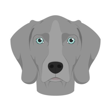 Weimaraner köpeği beyaz arkaplan vektör illüstrasyonunda izole edildi