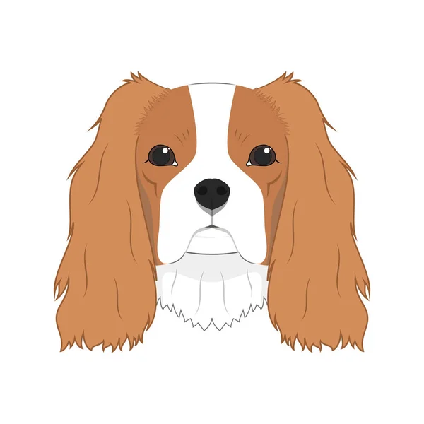 Cavalier Kung Charles Spaniel Hund Isolerad Vit Bakgrund Vektor Illustration — Stock vektor