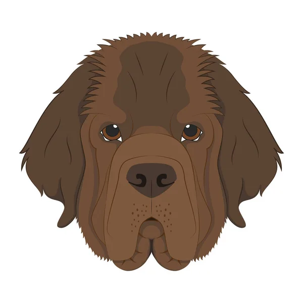 Newfoundland Hund Isolerad Vit Bakgrund Vektor Illustration — Stock vektor