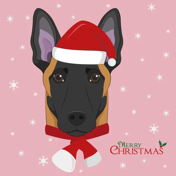 Weihnachtsgrußkarte Vorhanden Belgischer Schäferhund Malinois Mit Roter Weihnachtsmütze Und Wollschal — Stockvektor