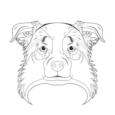 Avustralya çoban köpeği basit renkli vektör çizimi. Beyaz arkaplanda izole