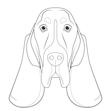 Basset Hound köpeği kolay renkli vektör çizimi. Beyaz arkaplanda izole