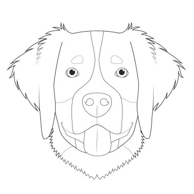 Bernese Dağ Köpeği kolay renkli vektör çizimi. Beyaz arkaplanda izole